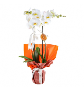 Tuscany Premium Orkide
